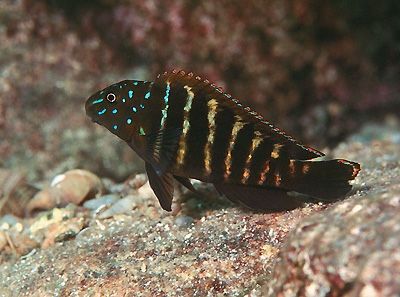 Eretmodus marksmithi 'Msalaba'